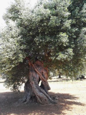 Alberi secolari Puglia