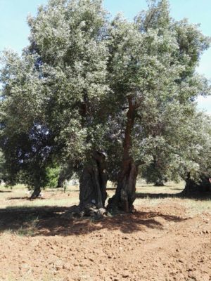 Alberi secolari Puglia