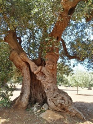 Alberi secolari in Puglia