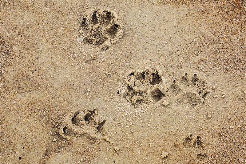 Spiagge Cani Puglia Salento Guida Alle Dog Beach 2019
